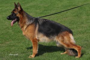 SVDatenbank Aline vom Wolfsbruch (SZ 2384722)